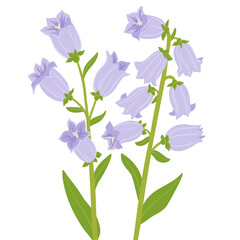 Fototapeta na wymiar campanula champion, vector drawing bell flowers at white background, hand drawn botanical illustration