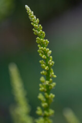 Close up Bouquet of Dracaena loureiri Gagnep flowers over blurred background.