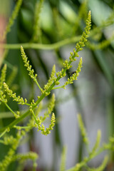 Close up Bouquet of Dracaena loureiri Gagnep flowers over blurred background.