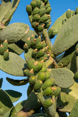 Fresh succulent cactus closeup on blue sky. Green plant cactus with spines and dried flowers. Large green cactus close-up with young shoots.