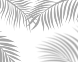 Fototapeta na wymiar Shadow palm leaf textured minimalism backdrop transparent background