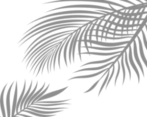 Abstract palm leaves shadows effects transparent background