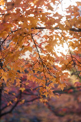 maple leaf red autumn sunset tree blurred background