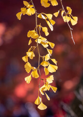 鮮かに黄葉した銀杏の葉っぱ