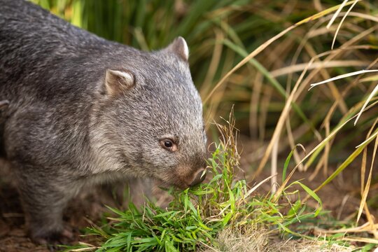 Beautiful wombat in the Australian bush, in a tasmanian park. Australian wildlife in a national park in Australia.