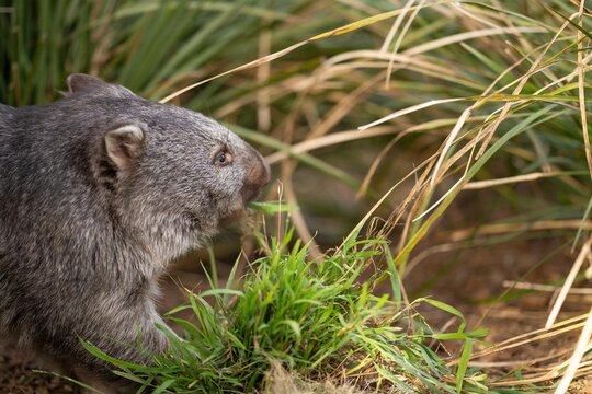 Beautiful wombat in the Australian bush, in a tasmanian park. Australian wildlife in a national park in Australia.