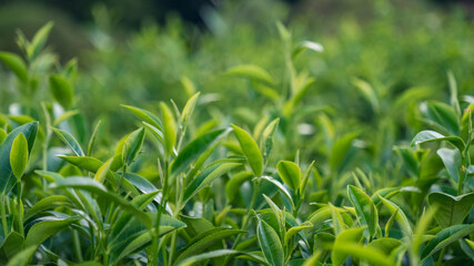 Green tea tree leaves field young tender bud herbal Green tea tree in camellia sinensis organic farm. Close up Fresh Tree tea plantations mountain green nature in herbal farm plant background morning