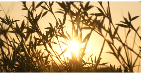 Grass field sunset Beautiful landscape with grasses meadow on sunlight. Countryside heaven amazing field scene grass meadow on sunbeam nature dawn. Sunset dawn landscape vibrant scenery horizontal