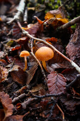 fungi