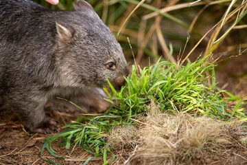 Beautiful wombat in the Australian bush, in a tasmanian park. Australian wildlife in a national...
