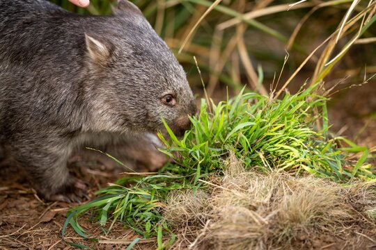 Beautiful wombat in the Australian bush, in a tasmanian park. Australian wildlife in a national park in Australia.