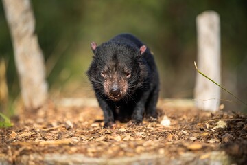 Beautiful tasmanian devil in the Tasmanian bush. Australian wildlife in a national park in Australia.