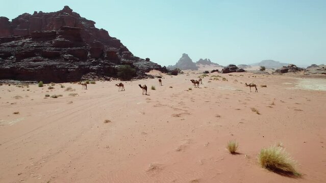 Wild Camels On Desolated Sahara Desert Of Djanet Oasis In Algeria, North Africa. Aerial Drone Shot
