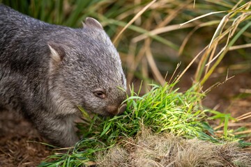 Beautiful wombat in the Australian bush, in a tasmanian park. Australian wildlife in a national park in Australia.