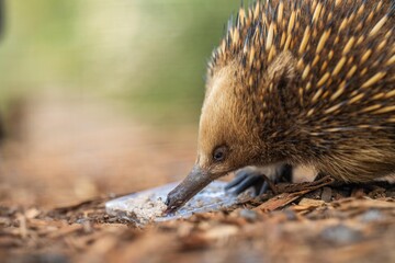 Beautiful echidna in the Australian wildlife park being fed with its tongue out