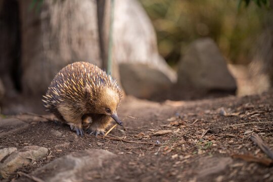 Beautiful echidna in the Australian bush, in the tasmanian outback. Australian wildlife in a national park in Australia.