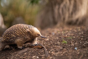 Beautiful echidna in the Australian bush, in the tasmanian outback. Australian wildlife in a...