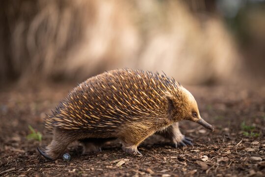 Beautiful echidna in the Australian bush, in the tasmanian outback. Australian wildlife in a national park in Australia.