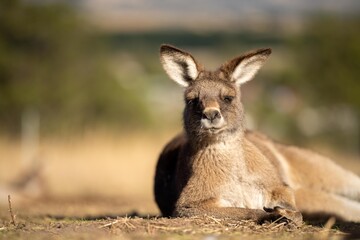 close up of a Beautiful kangaroo in the Australian bush. Australian native wildlife in a national park in Australia.