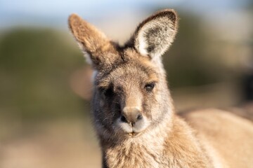 close up of a Beautiful kangaroo in the Australian bush. Australian native wildlife in a national park in Australia.