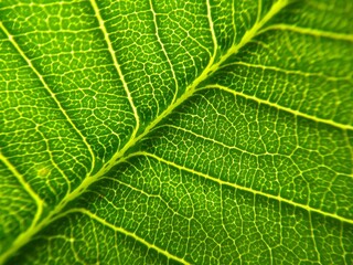 Green Leaf Details in Macro Shot
