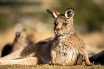 Naklejka na ściany i meble close up of a Beautiful kangaroo in the Australian bush. Australian native wildlife in a national park in Australia.