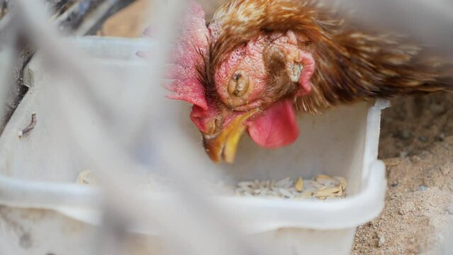 A blind hen is pecking at the uncooked rice and paddy in the box
