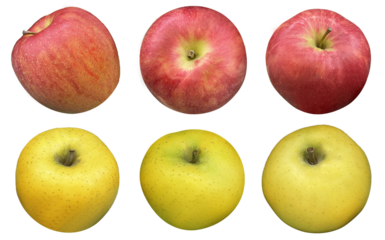 【PNG透過】赤りんごと青りんご６種セット