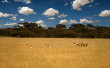 herd of springbok antelopes in Khutse Game Reserve, Botswana, bush in the dry season