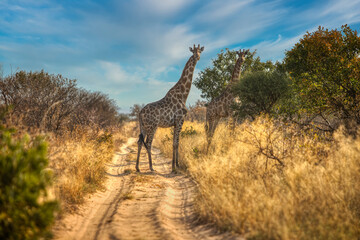 Giraffe in Khutse Game Reserve, Botswana, bush in the dry season