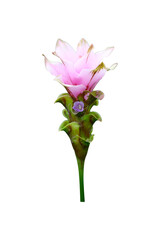 Pink Curcuma alismatifolia flower or Siam tulip on png transparent background