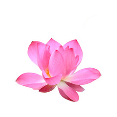 Obraz na płótnie Canvas Pink lotus flower on png transparent background