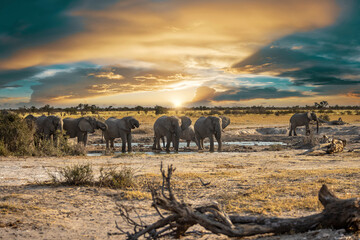 Elephant herd in Khutse Game Reserve, Botswana
