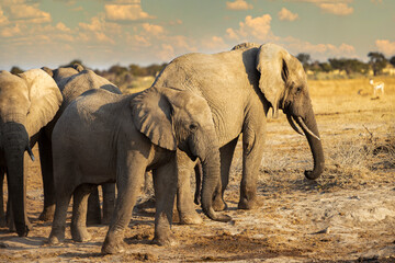 Elephant herd in Khutse Game Reserve, Botswana