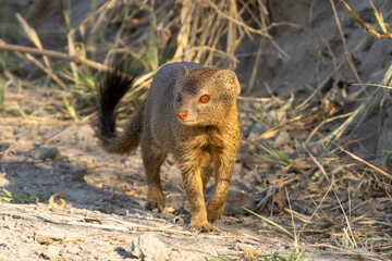 Eine Schlankmanguste halbfrontal im Moremi Nationalpark
