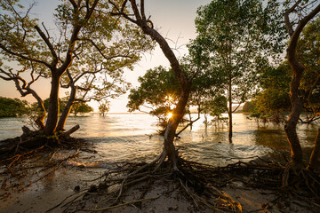 scenery The glare of the sun shone through the mangroves. .Reflections of the sun in the mangroves on the seaside of the mangroves.roots of mangrove tree in sunset