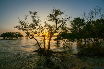 sweet sunset at Klong Mudong. .Beautiful The glare of the sun shone through the mangroves..Reflections of the sun in the mangroves on the seaside of the mangroves..seaside mangroves background. - obrazy, fototapety, plakaty