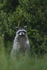 Raccoon Watch