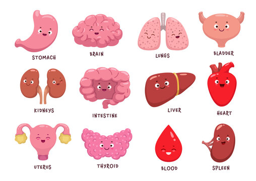 Cartoon human body organ characters, vector funny anatomy personages. Brain, kidney and heart with happy faces, kids emoji smiles and cartoon emoticons of body organs, blood with thyroid and liver