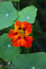 Nasturtium, plant with round leaves and bright orange, and red ornamental edible flowers. Tropaeolum 