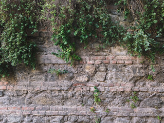 Green Ivy on a brick wall