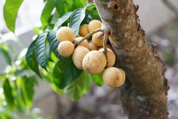 longkong fruit is a medium-sized fruit with small brown granules, sweet taste
