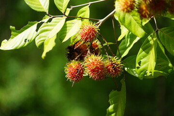wild ripe rambutan fruit on tree