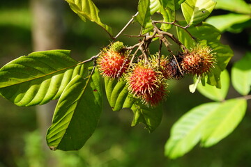 wild ripe rambutan fruit on tree