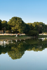 Lush greener around the pond in the park