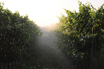 Water irrigation system in function on a green vineyard on summer in italy