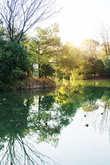 Lush greener around the pond in the park