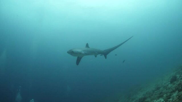 Thresher shark Swimming up close