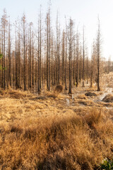Dead trees reflected in swamp water