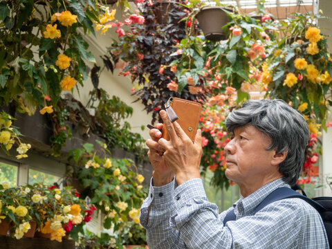 A senior man takes photos of beautiful colorful begonia flowers with his iPhone in Fukuoka City, Fukuoka Prefecture, Japan